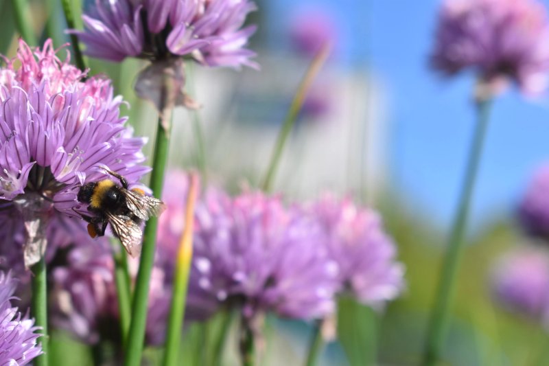 West Ardnamurchan Community Garden