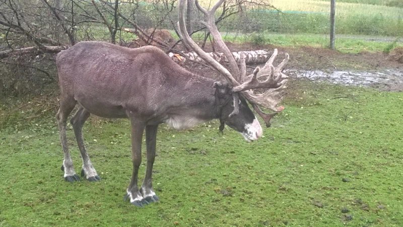 Reindeer Farm Life