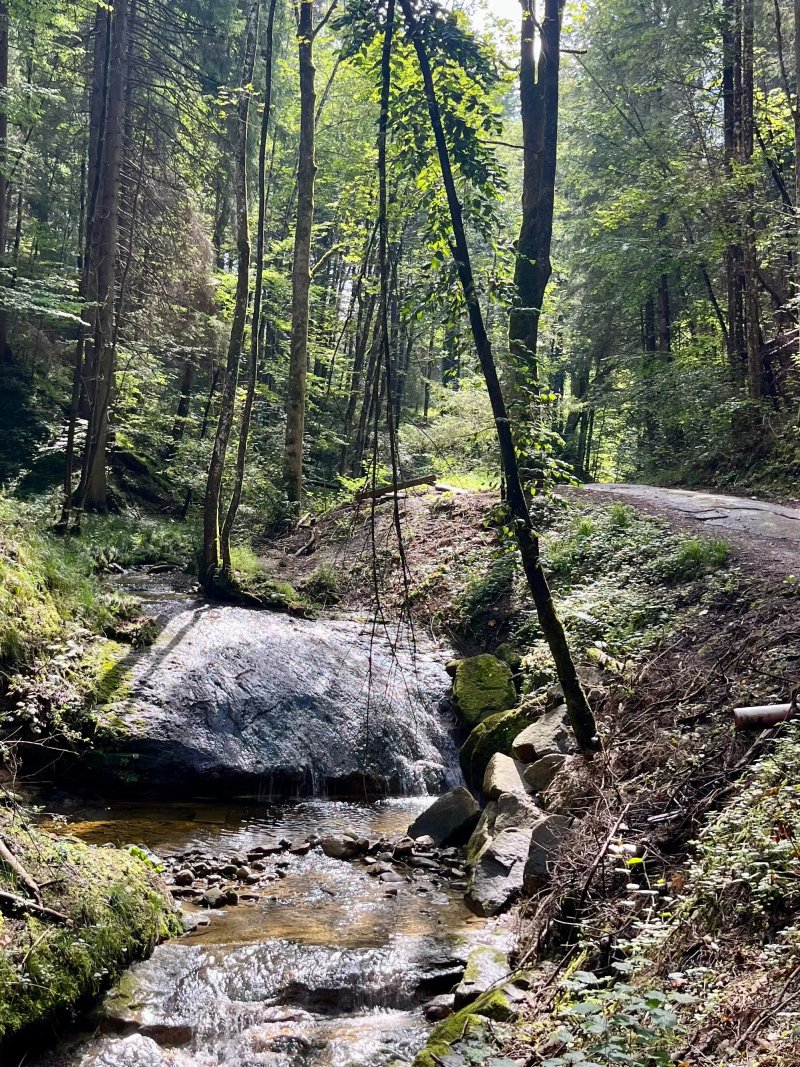 Waldschlucht