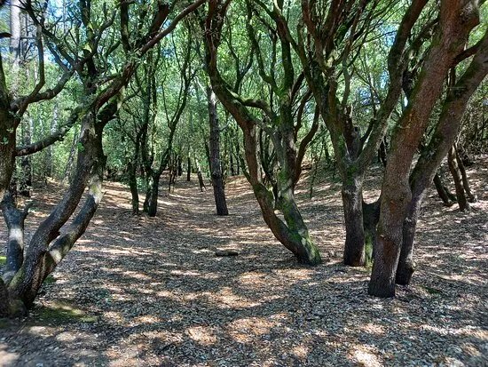 The Pierre Attelee Forest