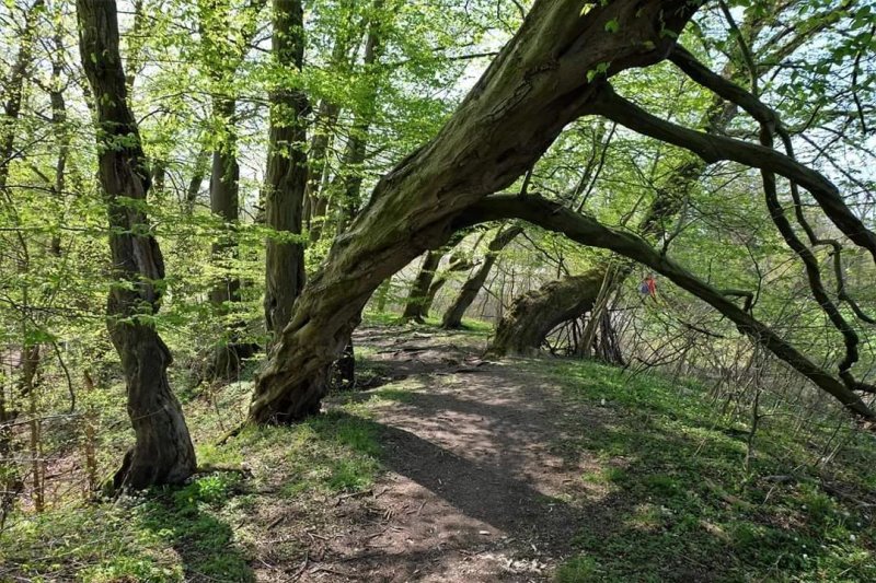 Elfenpfad