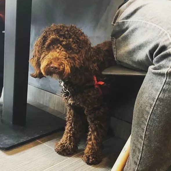 Iron Dog Cafe & Bistro
