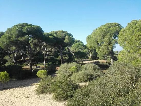 Pinar Del Algaida