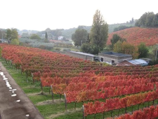 Cantina Fratelli Pardi