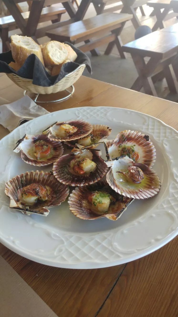 Olivo Blanco