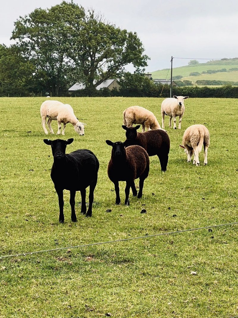 Crugan Farm Caravan & Camping