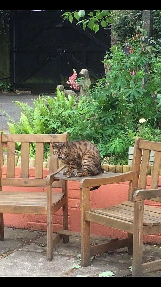 Rhylstone Gardens Tea Room