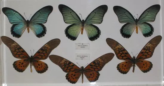 Museo Mariposas del Mundo