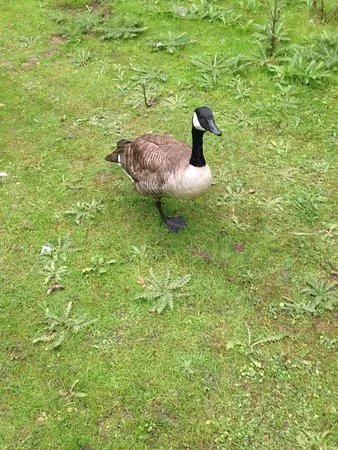 Daneshill Lakes