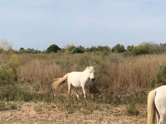 Promenade a Cheval La Laupio