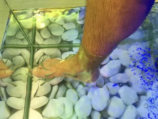 Magic Fish