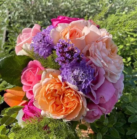 Apuldram Roses
