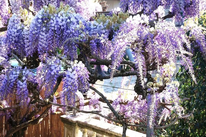 IL GLICINE DI LUCCA very close to the center, private parking, garden