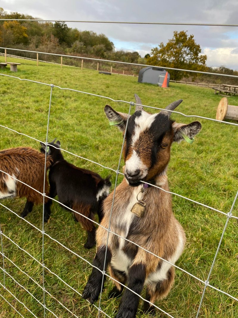 Alpaca Meadows and Cafe