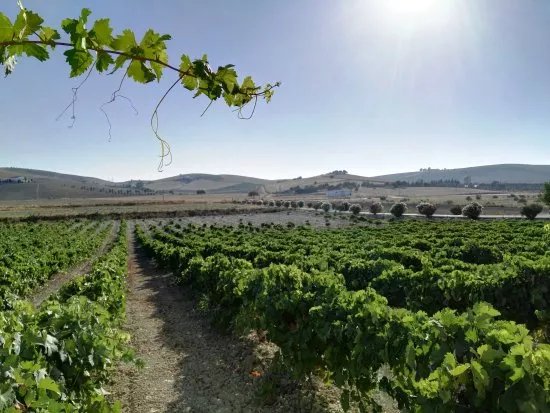 Bodega Vina La Constancia