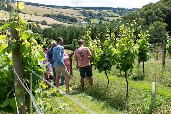 Alder Vineyard
