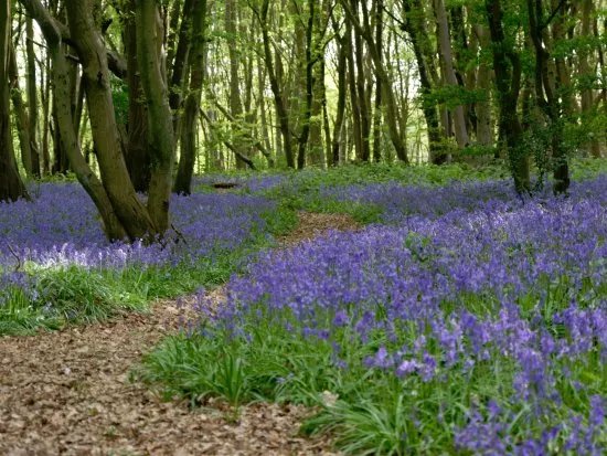 Heartwood Forest