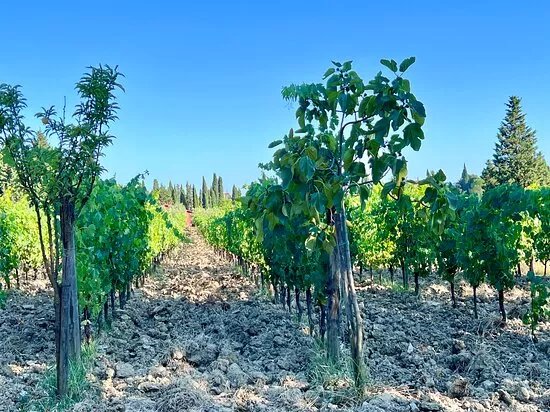 Azienda Agricola Ottomani