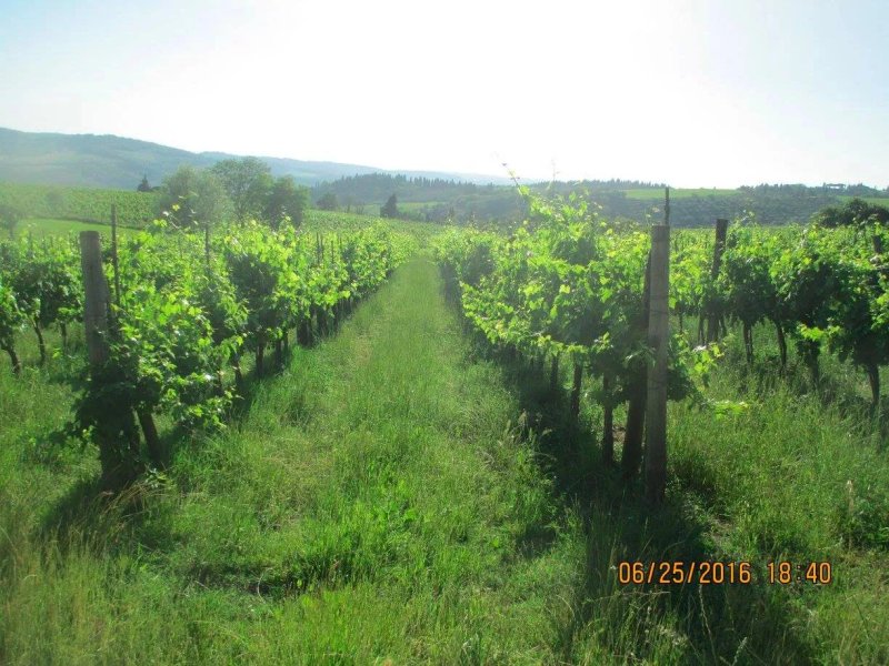 Agriturismo Felciano