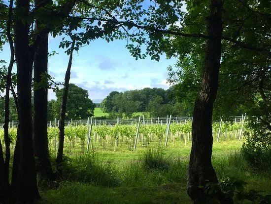 Off The Line Vineyard