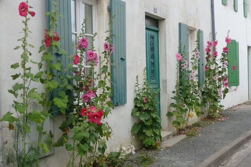 Ile de Ré: pleasant and bright holiday home, 3 ***