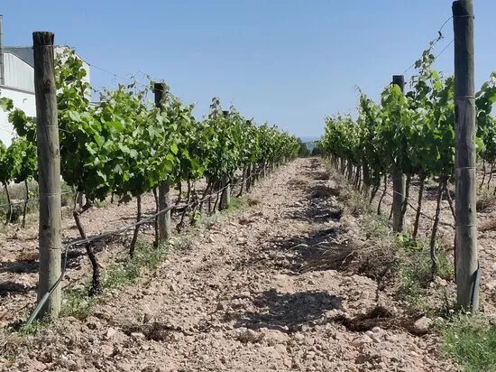 Bodegas Monovar