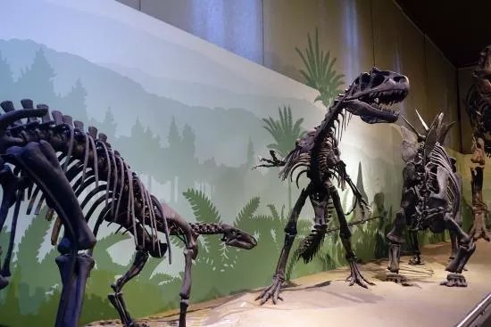 Civico Museo di Storia Naturale