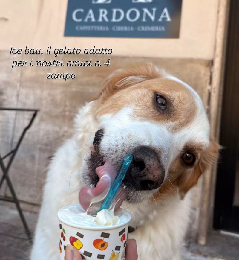 Cardona Caffetteria-Ciberia Gelateria