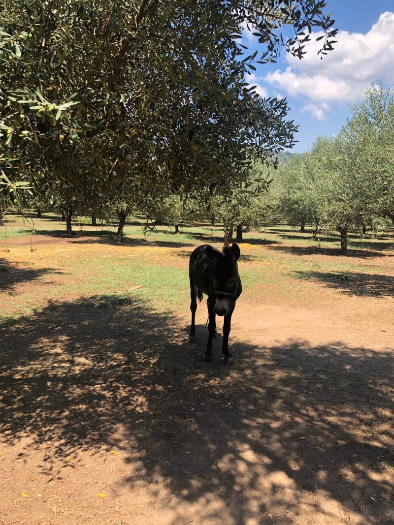 Agriturismo Frantoio Mafrica