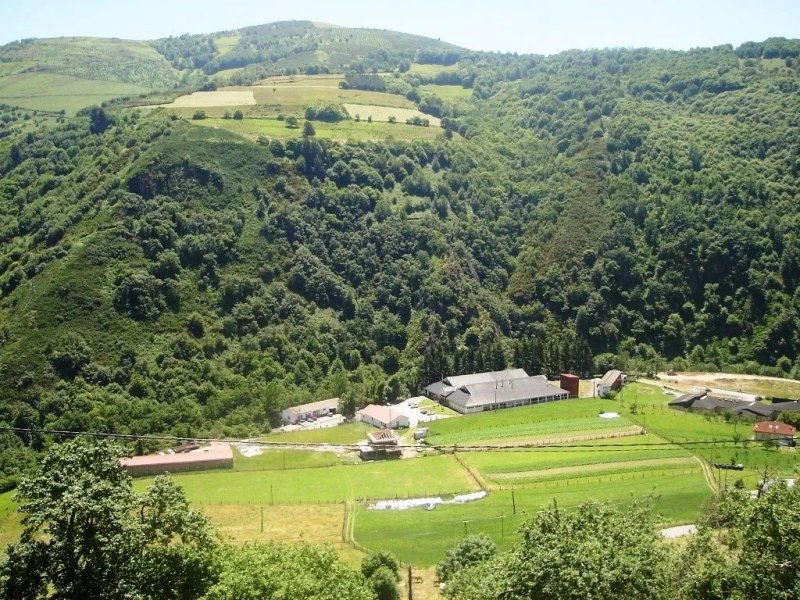 Camin de Muniellos