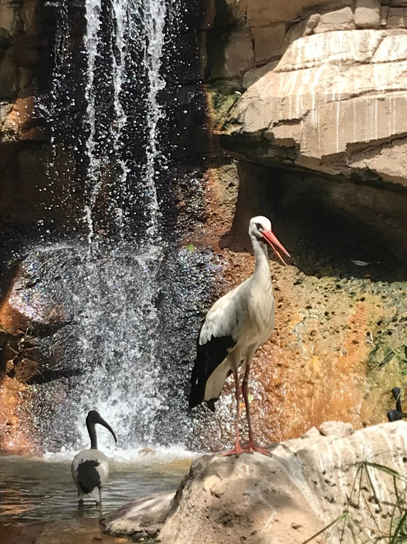 Magic Natura Animal, Waterpark Resort