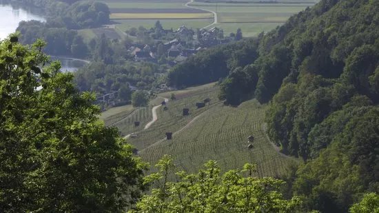 Weinbau Trutmann