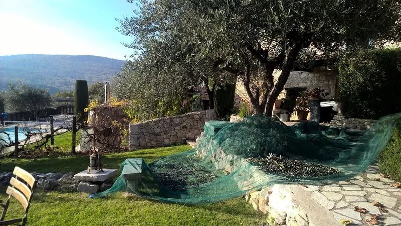Luxurious and Family friendly Olive Farm House Apartment with beautiful interior