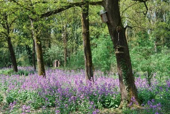 Bosco Grande
