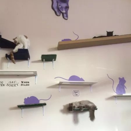 Purrple Cat Cafe