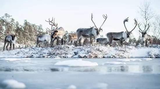 Inari Reindeer Farm