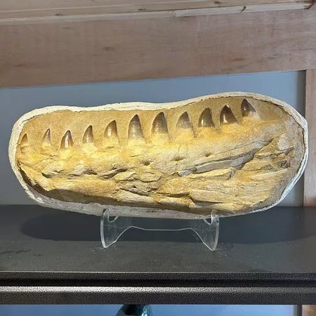 Finest Fossils