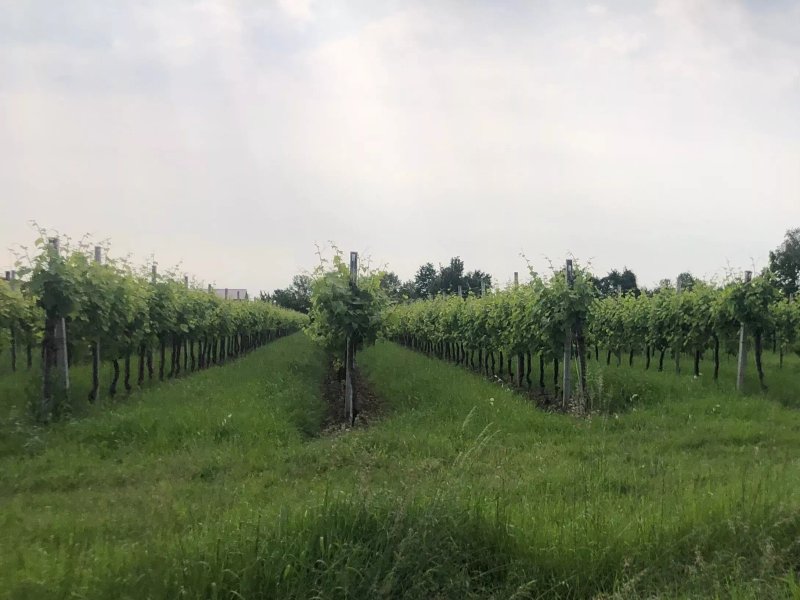 Cantine Da Dalt - Coda Delle More