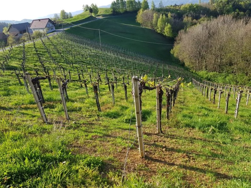 Weingut Winzerzimmer Rothschadl