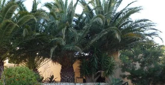 La Palmeria