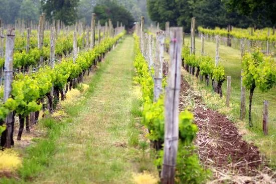 Bothy Vineyard