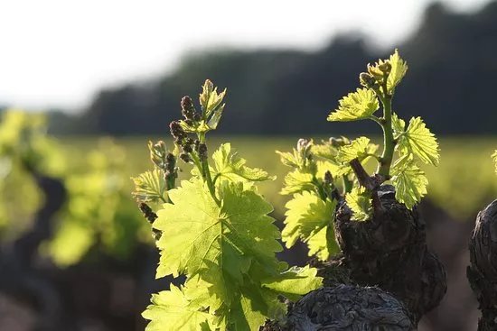 Domaine du Bois de Saint Jean