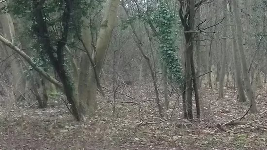 Park Wood Nature Reserve
