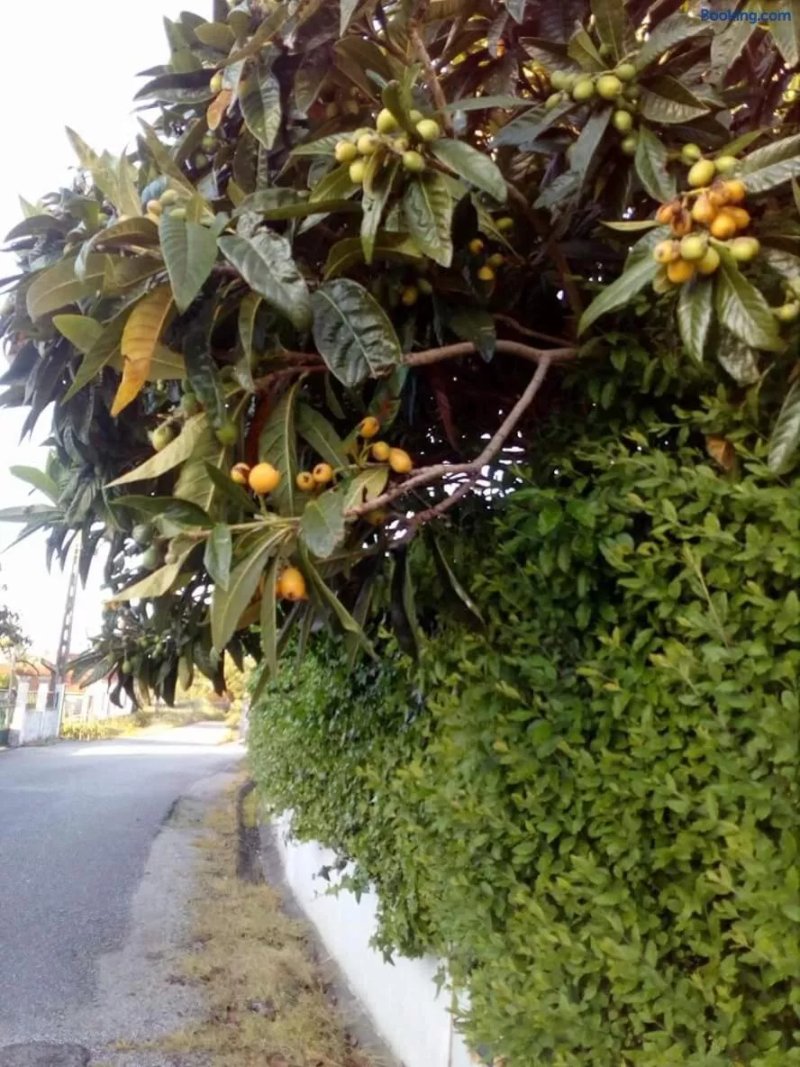 Casa da Nespereira- Lugar Acolhedor Rodeado de natureza