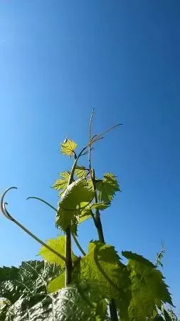 Domaine de la Coche