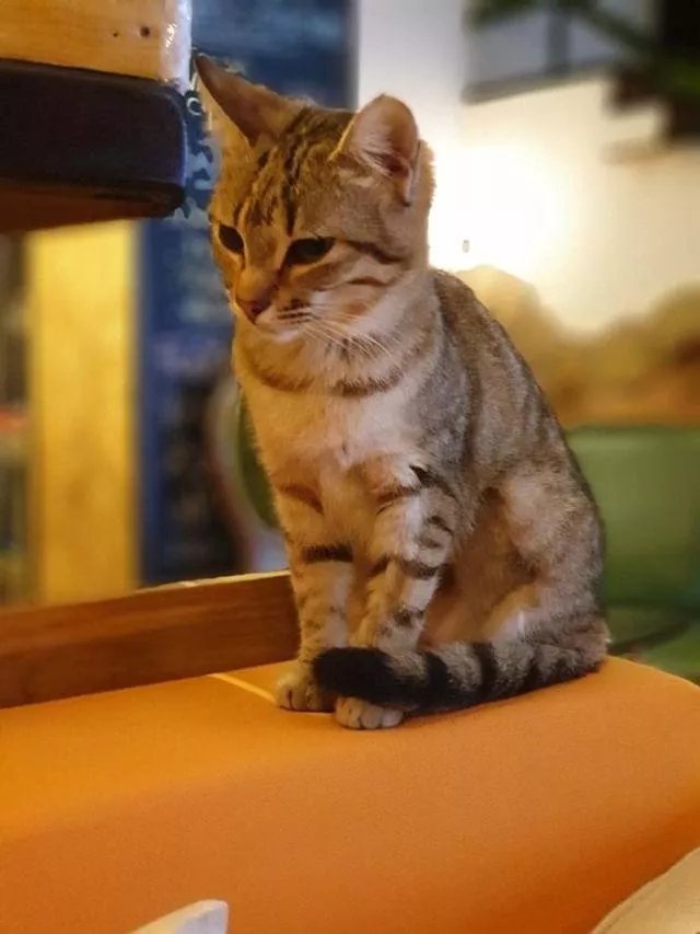 Neko neko