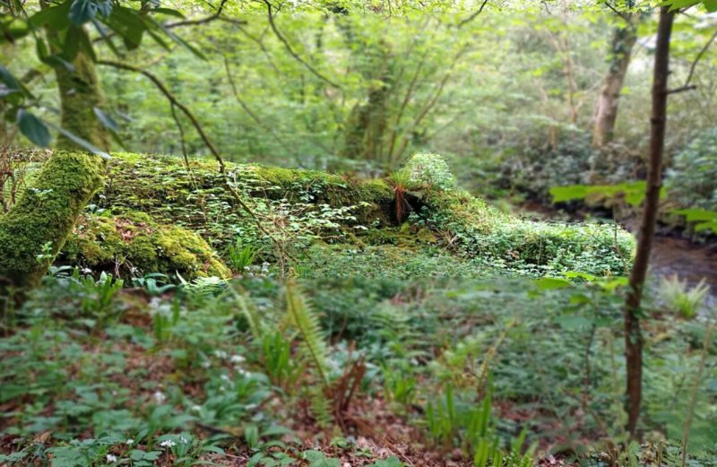 Ruins Of The Ancient Gwaun Woolen Mill