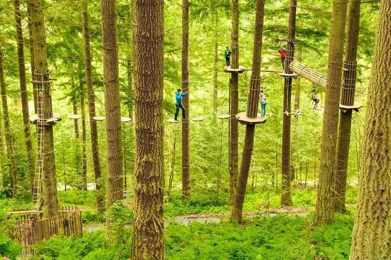 Go Ape Cockfosters