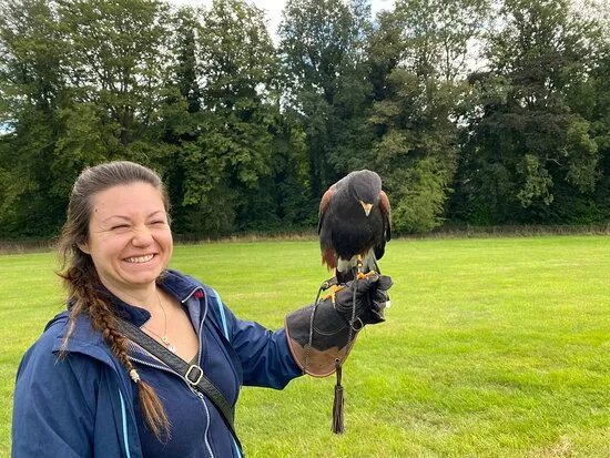 Icarus Falconry