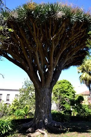 Hijuela del Botanico - La Oratava